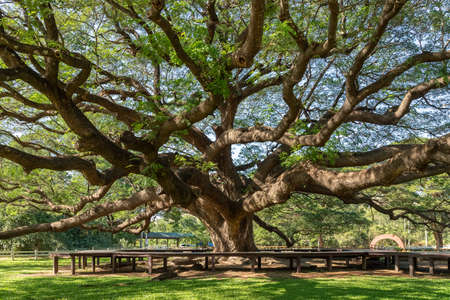 Giant rain tree (Samanea saman) or monkey pod at Kanchanaburi, famous tourist attraction destinationの写真素材