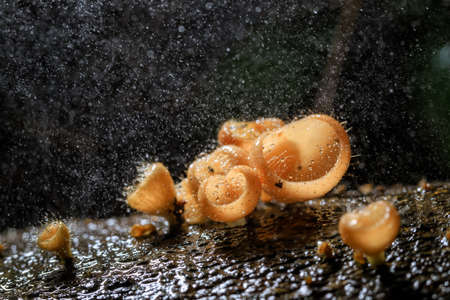 Orange champagne or eyelash cup mushroom, Cookeina tricholoma, with sparkling water droplets in...