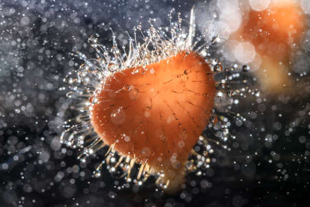 Orange champagne or eyelash cup mushroom, Cookeina tricholoma, with sparkling water droplets in tropical forest, macro close-up photographyの写真素材