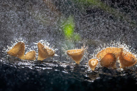 Orange champagne or eyelash cup mushroom, Cookeina tricholoma, with sparkling water droplets in...