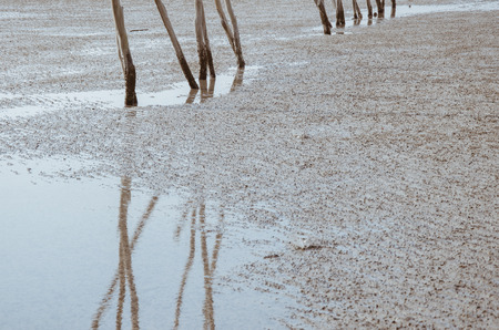 Sticks Reflection In Sea Water On The Shoal.の写真素材