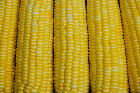 Yellow Kernel of Fresh Sweet Corn (close up).の写真素材