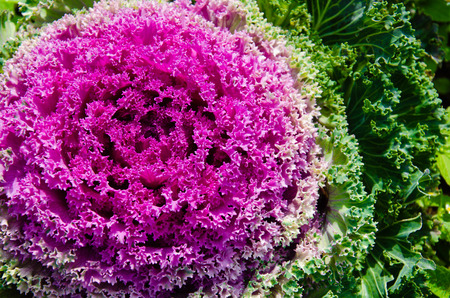 Magenta Ornamental Cabbage.の写真素材