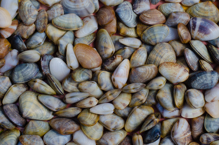 Wedge Shell.の写真素材