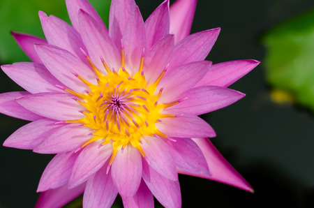 Magenta Lotus Blooming.の写真素材