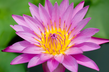 Magenta Lotus Blooming.の写真素材