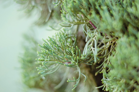 Juniper Tree In Winter Foggy Morning (soft focus background).