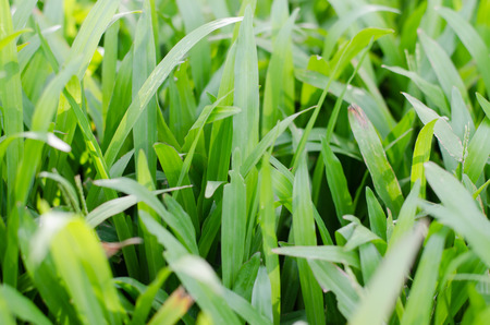 Blurry Background of Green Grass Leaves.の写真素材