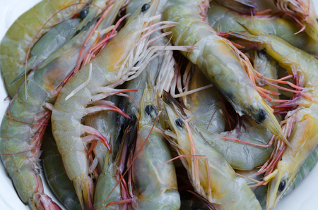 Fresh Shrimps for Cooking.の写真素材