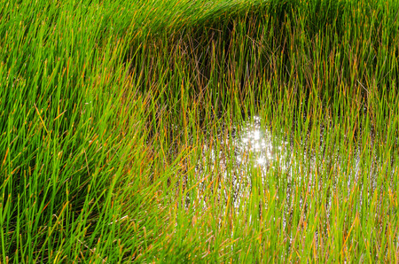 Grass Beside A Natural Pond In Outdoor of Summer.の写真素材