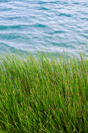 Grass Beside A Natural Pond In Outdoor of Summer.の写真素材
