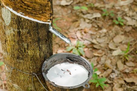 Para Rubber Tree In Natural Garden Is Harvested for Fresh Latex.の写真素材