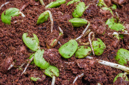 Twisted Cluster Bean Sprouts (or Parkia Speciosa) Growing in Soil Mixed with Coconut Fiber.