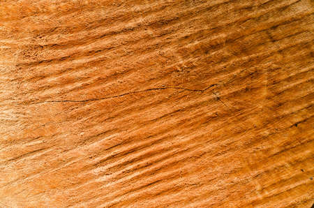 Grunge Texture of Brown Wood from Cutted Tree Trunk.