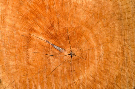 Grunge Texture of Brown Wood from Cutted Tree Trunk.