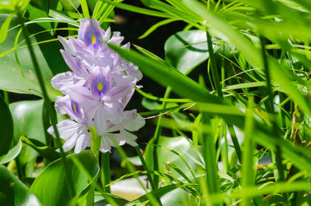 Water Hyacinth Flower (or Eichhornia Crassipes is botanical name) is Bloom in the Sunlight on Summer...