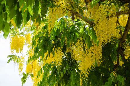 Yellow Blossom of Cassia Fistula (or Golden Shower Tree) is Blooming on the Season of Summer.の写真素材
