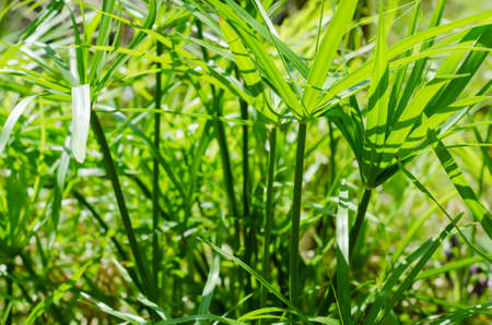 Green Leaf of Sedge Plant in the natural Pond.の写真素材