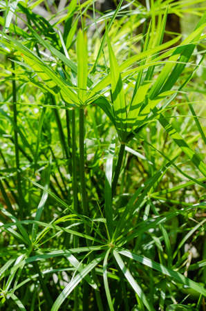 Green Leaf of Sedge Plant in th natural Pond.