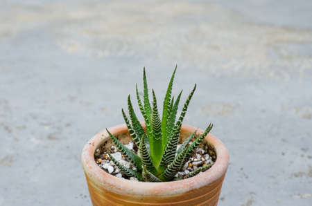 Little Cactus in Small Pottery Pot.の写真素材