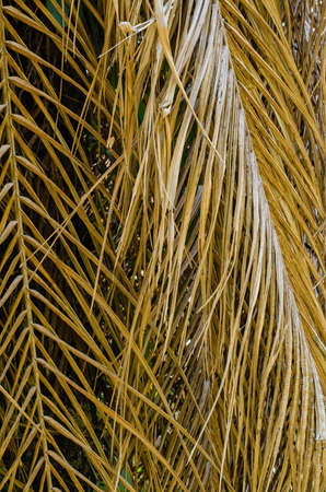Texture of Dried Palm Leaf for Natural Background Used.の写真素材