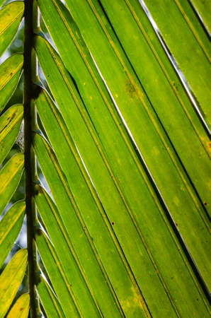 Green Leaf of Coconut (or Cocos Nucifera is botanical name) for Natural Background.の写真素材