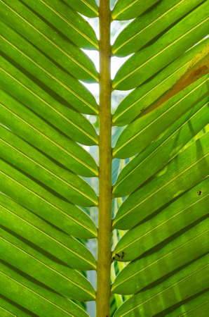 Green Leaf of Coconut (or Cocos Nucifera is botanical name) for Natural Background.の写真素材
