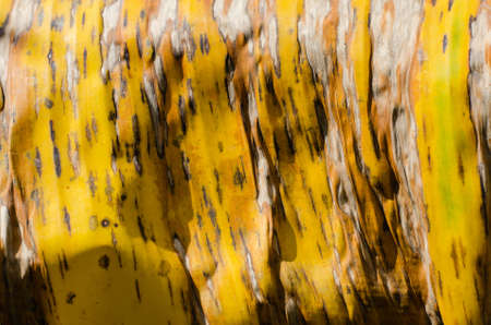 Texture of Dried Yellow Banana Leaf in Soft Focus Abstract Background.の写真素材