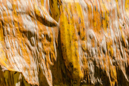 Texture of Dried Yellow Banana Leaf in Soft Focus Abstract Background.の写真素材