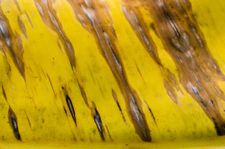 Texture of Dried Banana Leaf in Soft Focus Abstract Background.の写真素材