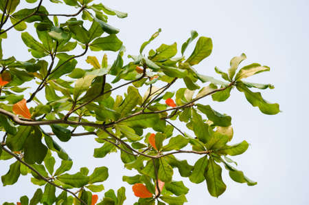Foliages of Tree on the Fall Season.の写真素材