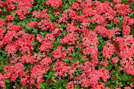 Red Needle Flower (or botanical name is Ixora Coccinea) is Blooming.