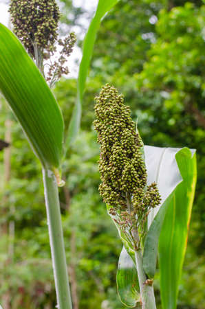 Sorghum Plant is Grow up in the Natural Garden.
