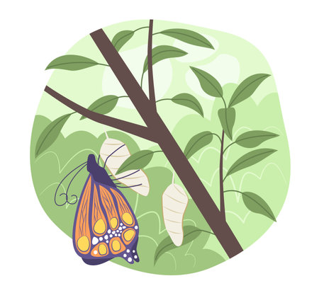 Butterfly with Pupa in Natural Garden for Insect and Wildlife Concept Illustration Clip Artのイラスト素材
