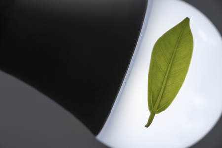 The leaf structure on the lamp make it clearの写真素材
