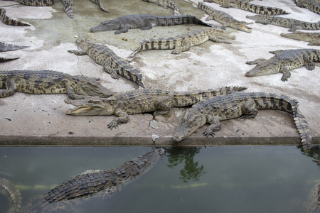 Many crocodiles hunter, Feral and dangerousの写真素材