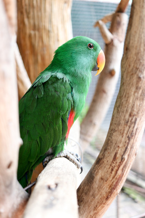Beautiful green parrot is sticking on branchの写真素材