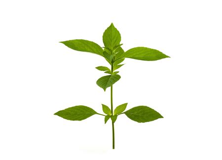 Fresh sweet basil is a separate flavoring of herbs and herbs on a white background.の写真素材