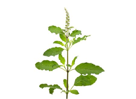 Fresh hot basil is a separate flavoring of herbs and herbs on a white background.の写真素材