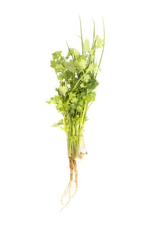 Fresh onion, coriander from the garden on a white backgroundの写真素材