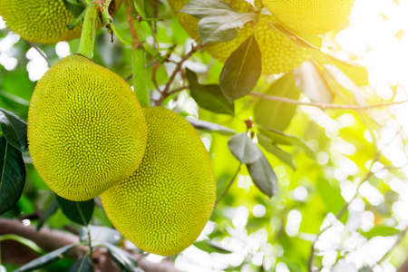 Jack fruits hanging in trees in a tropical fruit garden in Thailand Asiaの写真素材