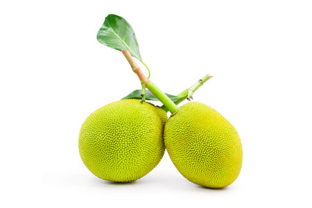 Young green jackfruit, a tropical plant in Asia. for cooking and dessert isolated on a white backgroundの写真素材