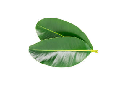 green leaves isolated on a white background