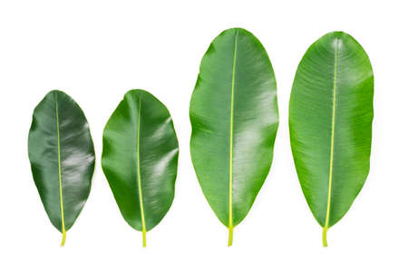 green leaves isolated on a white background