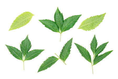 green leaves isolated on a white background