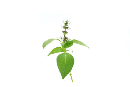 green basil with purple flowers isolated on white background spices food and herbs