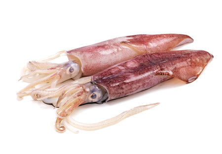 Two fresh raw octopus, seafood. From nature, top view. It is isolated on white background.の写真素材