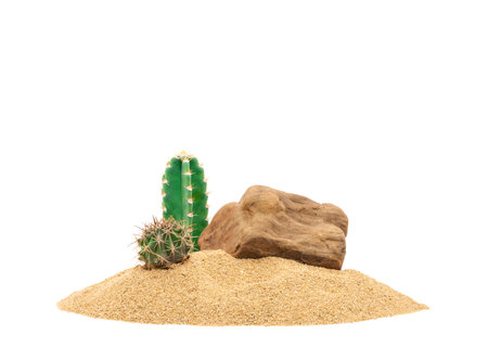 Cactus in the desert sand tropical natural plants isolated on white backgroundの写真素材