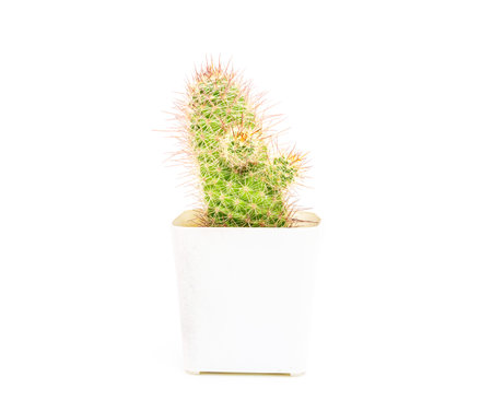 thorny green plant cactus on white backgroundの写真素材
