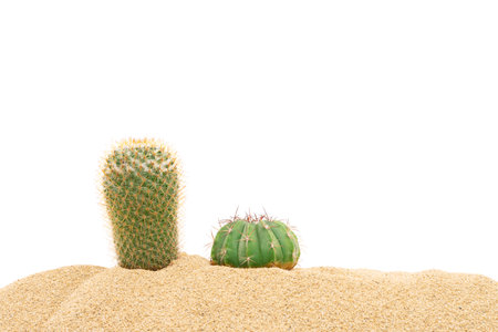 Cactus in the desert sand tropical natural plants isolated on white backgroundの写真素材